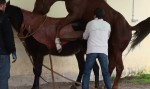 Monta equina y extracción con vagina artificial Monta equina y extracción con vagina artificial