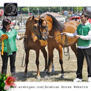 Dos caballos árabes en la entrega de Premios de silleda