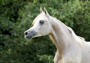Semental caballo árabe disponible Adagio de Luc