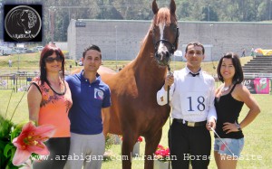 portada galeria fotografica de caballos arabes