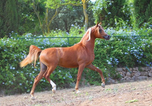 Abha Sharik semental árabe