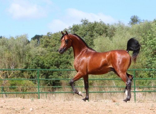 Abha Shadir semental caballo árabe