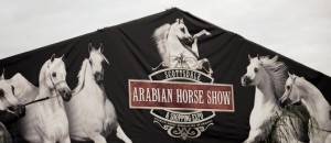 Scottsdale arabian horse show