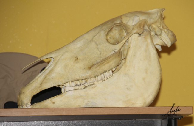 Cráneo equino- Arabigan.com