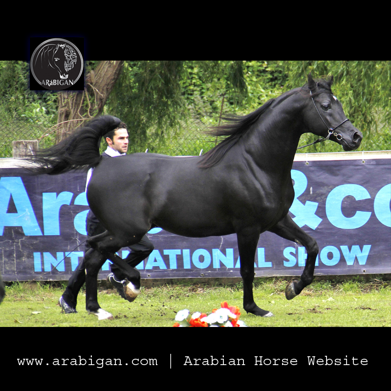 caballo arabe de capa negra