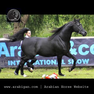 caballo de capa negra
