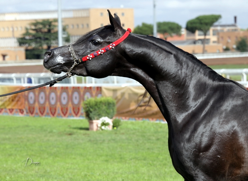 Black Egyptian arabian horse Arabigan.com