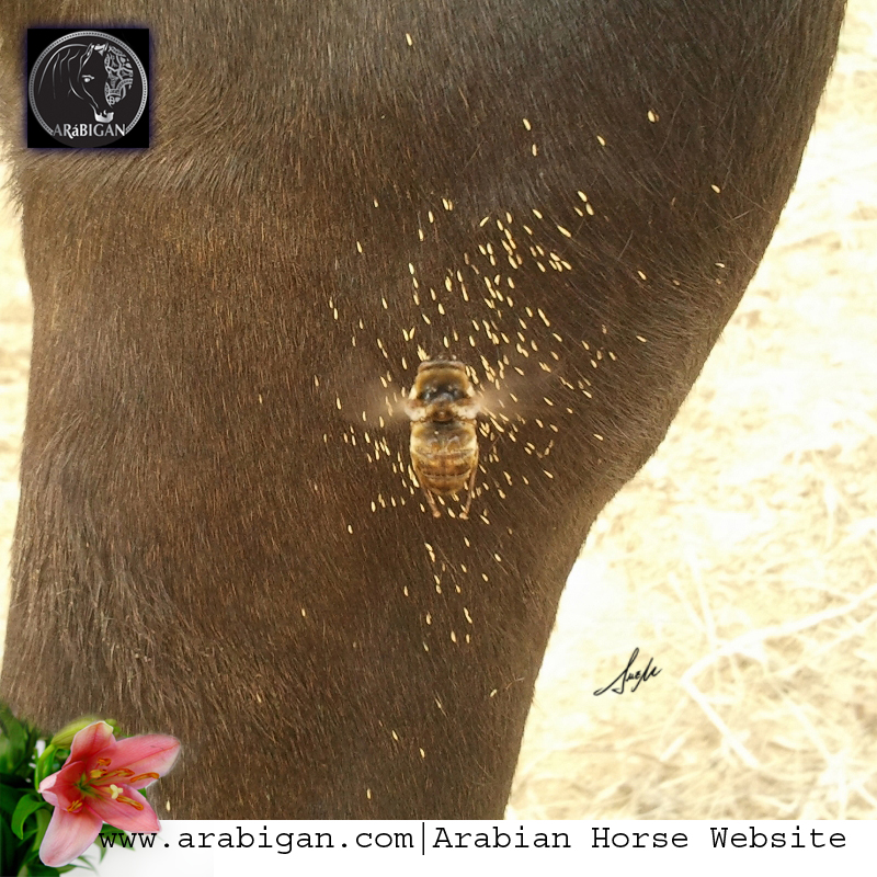 Parásito Gasterophilus o mosca de los reznos- Arábigan
