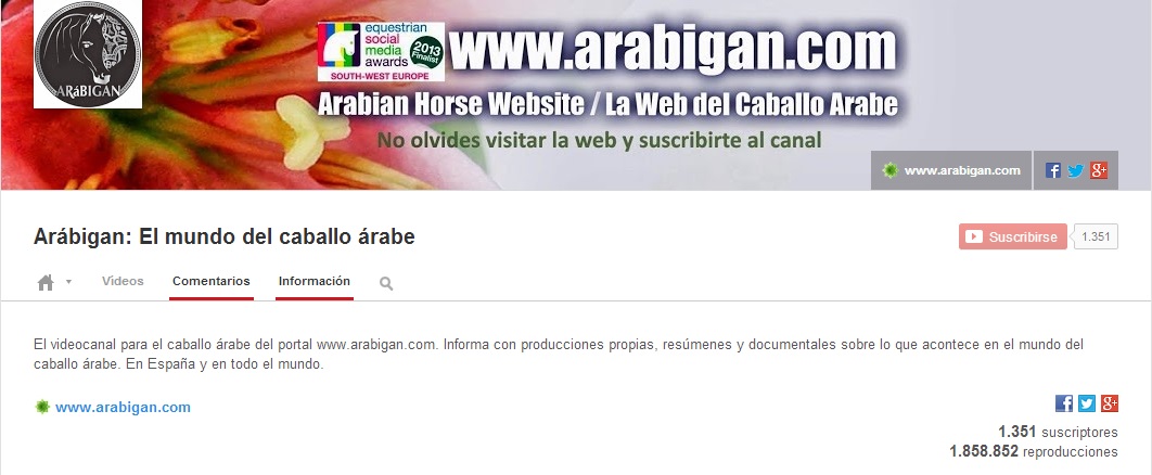 canal de videos de caballos árabes