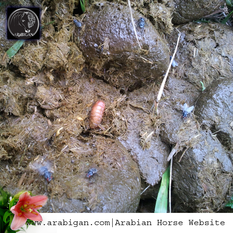 larva de Gasterophilus en su migarción al suelo desde las heces -Arábigan.com