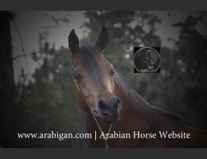 Arabigan.com , mejor cabeza decabllo árabe