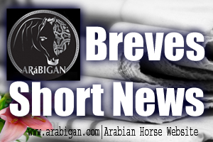 noticias breves del caballo Pura Raza árabe