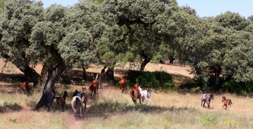 Campos en Yeguada Sierra Gorda Arábigan