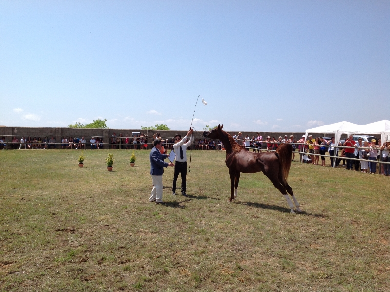 show de caballos árabes en Culla