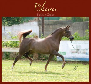 Pikara premio CALPE Pure Spanish