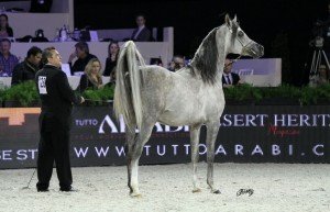 Juan Murillo en el Campeonato del Mundo de caballos árabes
