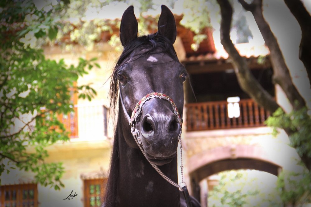 expresivo caballo semental árabe negro