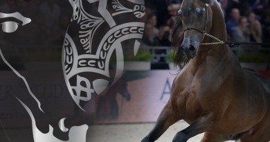 El campeonato del Mundo de caballos árabes de París continua