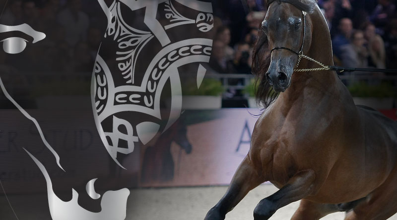 El campeonato del Mundo de caballos árabes de París continua