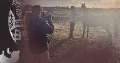 Reportaje sobre el caballo árabe en TVE
