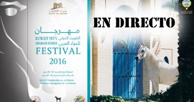 caballos arabes en directo Kuwait 2016