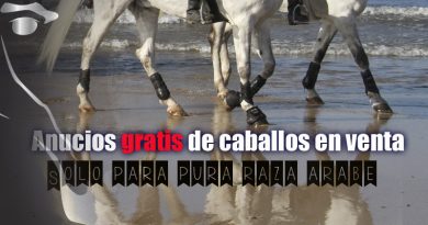 caballos arabes en venta anuncios gratis
