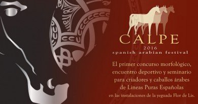 Morfológico de caballos árabes pure spanish