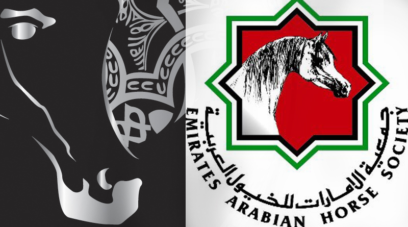 campeonato-de-caballos-arabes-en-ajman