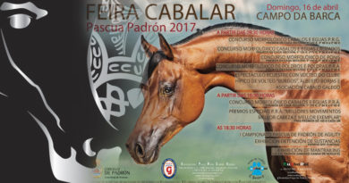 caballos árabes en Padrón La Coruña