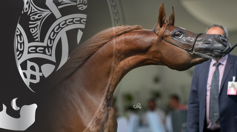 al kalediah arabian horse show