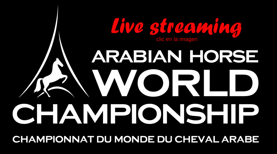campeonato del mundo de caballos árabes en directo 