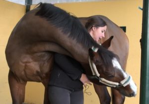 estiramientos en fisioterapia de caballos