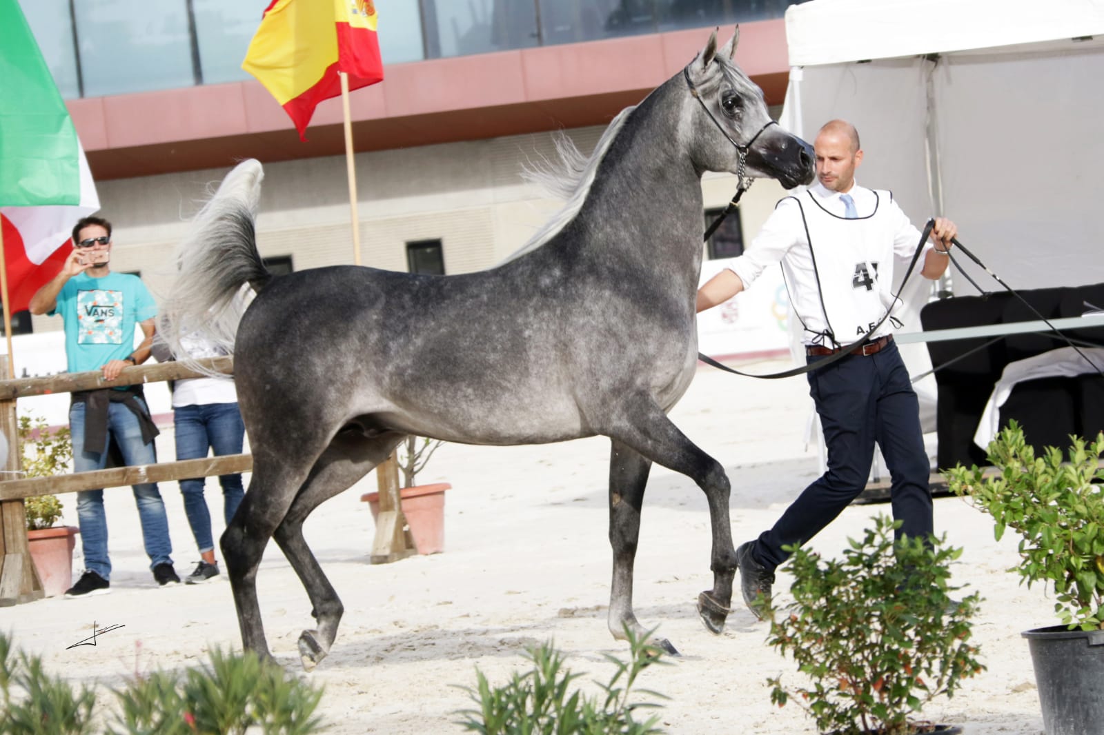 caballo árabe campeon españa sementales 2018 izan al cape