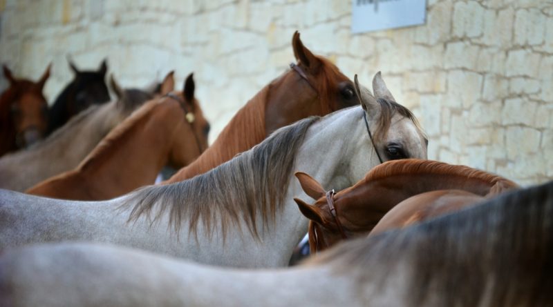 noticia caballos arabes
